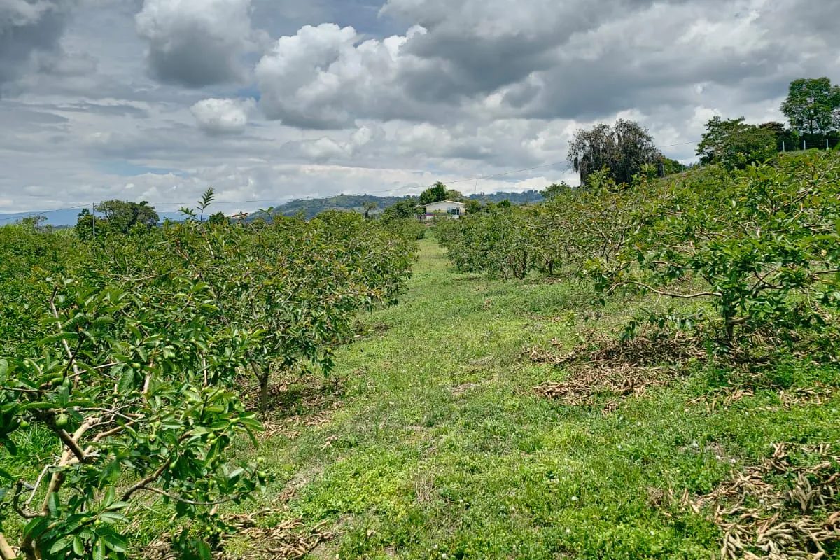 Surcos del cultivo de guayaba en las fincas de Vélez, Santander